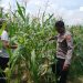 Polsek Tulangan Cek Tanaman Jagung di Desa Kemantren