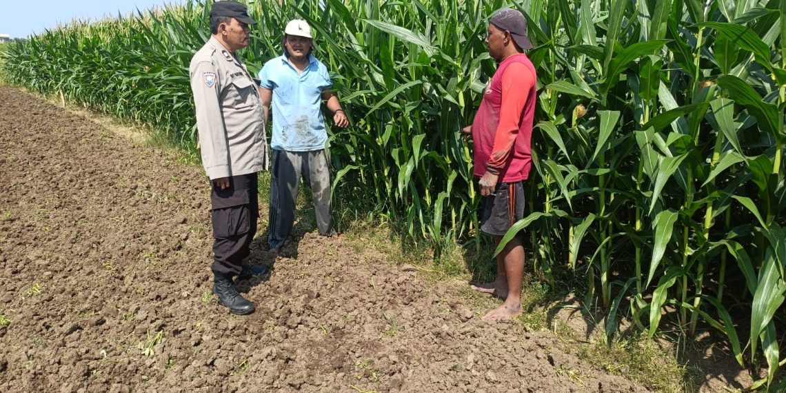 Polisi Pantau Perkembangan Tanaman Jagung, Dukung Program Ketahanan Pangan