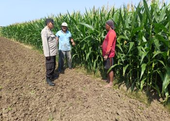Polisi Pantau Perkembangan Tanaman Jagung, Dukung Program Ketahanan Pangan