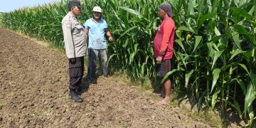 Polisi Pantau Perkembangan Tanaman Jagung, Dukung Program Ketahanan Pangan