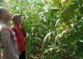 Bhabinkamtibmas Desa Sukorejo Bersama Gapoktan Cek Tanaman Jagung