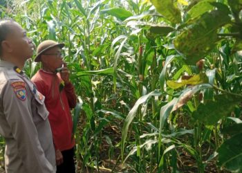 Bhabinkamtibmas Desa Sukorejo Bersama Gapoktan Cek Tanaman Jagung