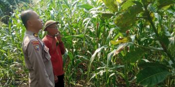 Bhabinkamtibmas Desa Sukorejo Bersama Gapoktan Cek Tanaman Jagung