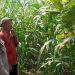 Bhabinkamtibmas Desa Sukorejo Bersama Gapoktan Cek Tanaman Jagung