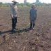 Polsek Taman Pantau Perkembangan Tanaman Jagung