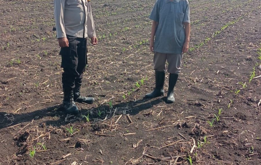 Polsek Taman Pantau Perkembangan Tanaman Jagung