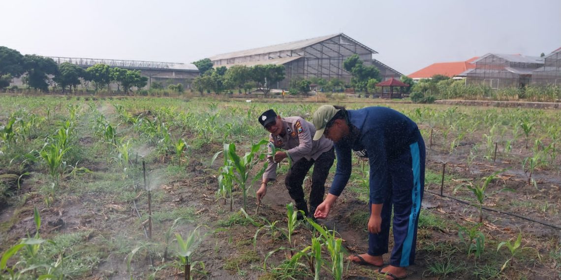 Polsek Sidoarjo Kota Intensif Dampingi Petani Jagung, Sukseskan Swasembada Pangan Nasional