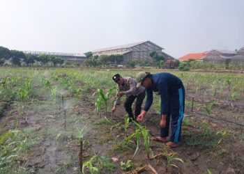 Polsek Sidoarjo Kota Intensif Dampingi Petani Jagung, Sukseskan Swasembada Pangan Nasional