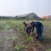 Polsek Sidoarjo Kota Intensif Dampingi Petani Jagung, Sukseskan Swasembada Pangan Nasional