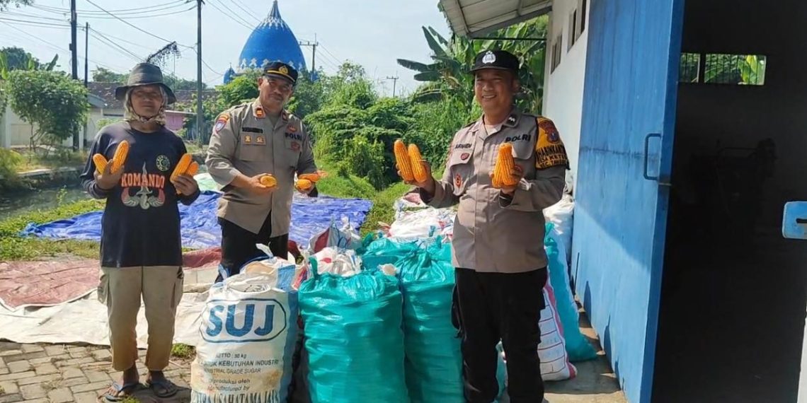 Polsek Tanggulangin Dampingi Gapoktan Randegan Jemur Hasil Panen Jagung