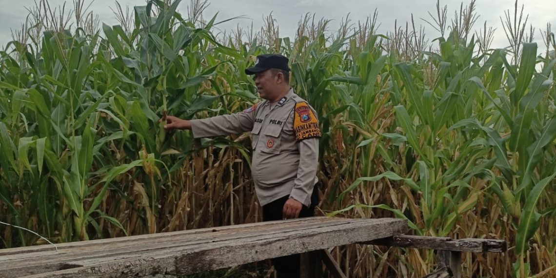 Bhabinkamtibmas Polsek Candi Pantau Pertumbuhan Jagung, Dukung Program Ketahanan Pangan