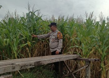 Bhabinkamtibmas Polsek Candi Pantau Pertumbuhan Jagung, Dukung Program Ketahanan Pangan