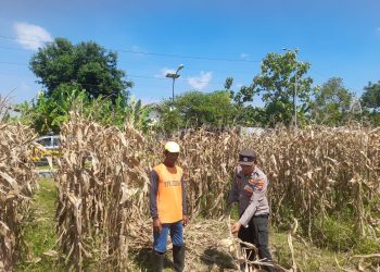 Polisi Pantau Pertumbuhan Jagung, Dukung Ketahanan Pangan di Kecamatan Prambon