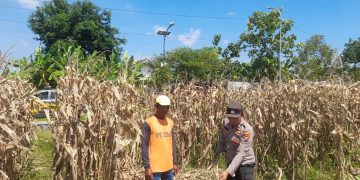 Polisi Pantau Pertumbuhan Jagung, Dukung Ketahanan Pangan di Kecamatan Prambon