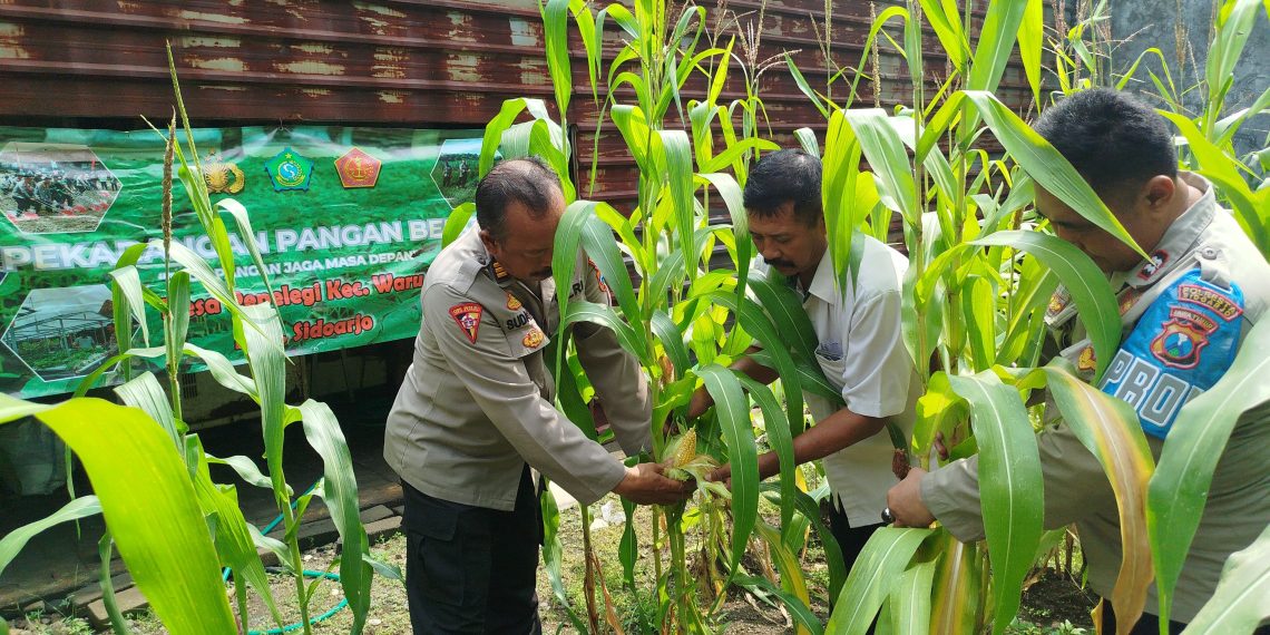 Polsek Waru Pantau Pertumbuhan Jagung di Desa Pepelegi untuk Swasembada Pangan