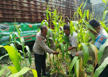 Polsek Waru Pantau Pertumbuhan Jagung di Desa Pepelegi untuk Swasembada Pangan