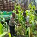 Polsek Waru Pantau Pertumbuhan Jagung di Desa Pepelegi untuk Swasembada Pangan