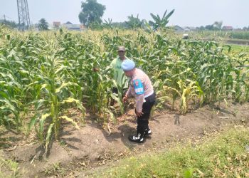 Polisi Pantau Pertumbuhan Jagung di Desa Gamping