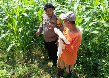 Polsek Balongbendo Pantau Perkembangan Tanaman Jagung Hibrida