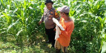 Polsek Balongbendo Pantau Perkembangan Tanaman Jagung Hibrida