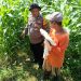 Polsek Balongbendo Pantau Perkembangan Tanaman Jagung Hibrida