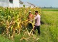 Jelang Panen Jagung, Polsek Wonoayu Berharap Mampu Dongkrak Swasembada Pangan