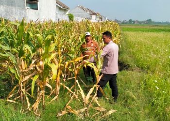 Jelang Panen Jagung, Polsek Wonoayu Berharap Mampu Dongkrak Swasembada Pangan