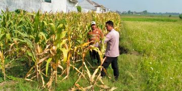 Jelang Panen Jagung, Polsek Wonoayu Berharap Mampu Dongkrak Swasembada Pangan