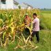 Jelang Panen Jagung, Polsek Wonoayu Berharap Mampu Dongkrak Swasembada Pangan