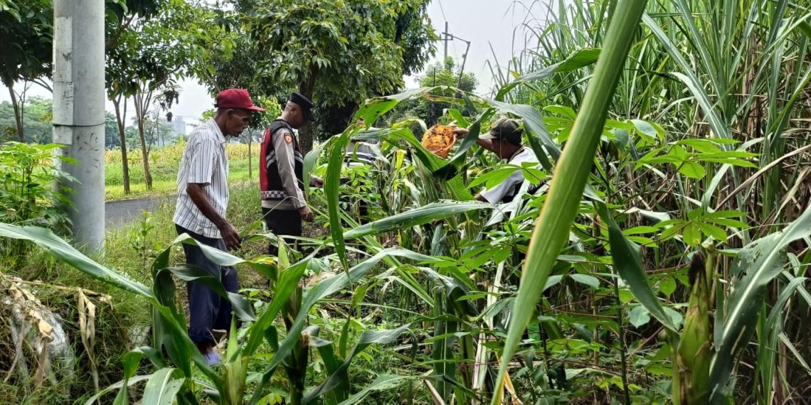 Cek Perkembangan Jagung, Polsek Krian Dukung Swasembada Pangan
