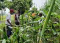 Cek Perkembangan Jagung, Polsek Krian Dukung Swasembada Pangan