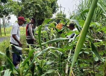Cek Perkembangan Jagung, Polsek Krian Dukung Swasembada Pangan