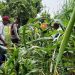 Cek Perkembangan Jagung, Polsek Krian Dukung Swasembada Pangan