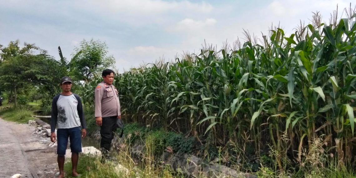 Polsek Prambon Pantau Tanaman Jagung Usia 75 Hari, Dukung Program Ketahanan Pangan