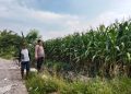 Polsek Prambon Pantau Tanaman Jagung Usia 75 Hari, Dukung Program Ketahanan Pangan