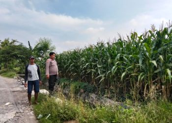 Polsek Prambon Pantau Tanaman Jagung Usia 75 Hari, Dukung Program Ketahanan Pangan