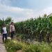 Polsek Prambon Pantau Tanaman Jagung Usia 75 Hari, Dukung Program Ketahanan Pangan