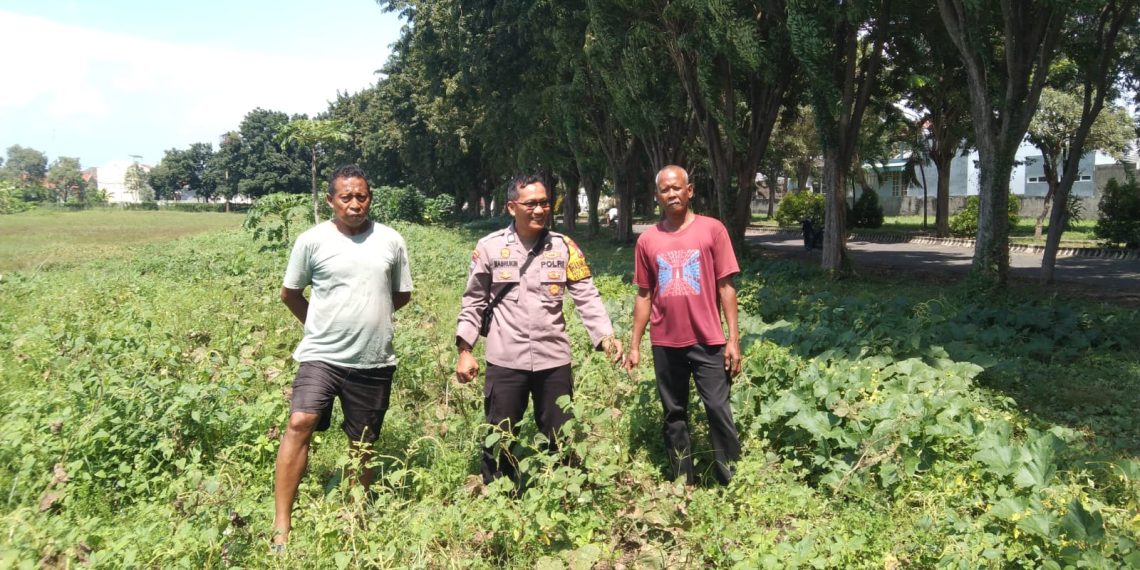 Polsek Sidoarjo Kota Pantau Perkembangan Lahan Jagung Desa Lebo Dukung Swasembada Pangan