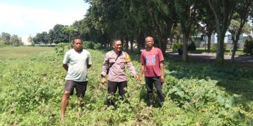 Polsek Sidoarjo Kota Pantau Perkembangan Lahan Jagung Desa Lebo Dukung Swasembada Pangan