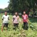 Polsek Sidoarjo Kota Pantau Perkembangan Lahan Jagung Desa Lebo Dukung Swasembada Pangan