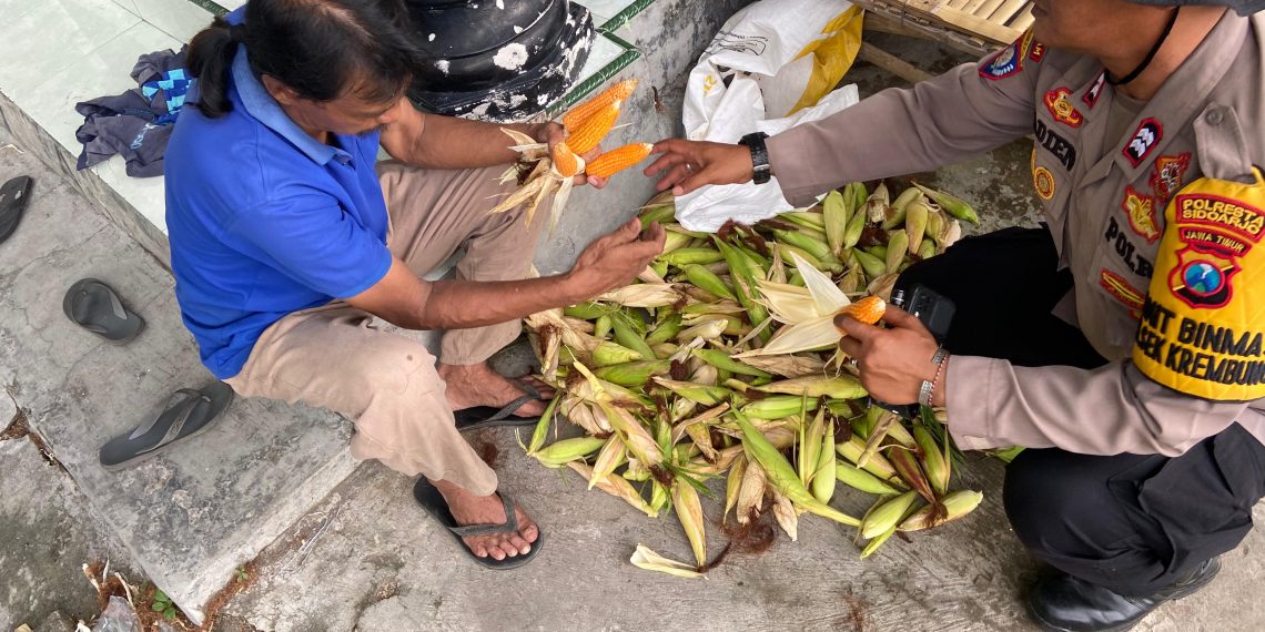 Polsek Krembung Dampingi Perawatan Jagung untuk Dukung Swasembada Pangan
