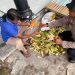 Polsek Krembung Dampingi Perawatan Jagung untuk Dukung Swasembada Pangan