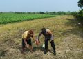 Polisi bersama Petani di Wonoayu Tanam Jagung