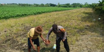 Polisi bersama Petani di Wonoayu Tanam Jagung
