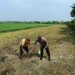 Polisi bersama Petani di Wonoayu Tanam Jagung