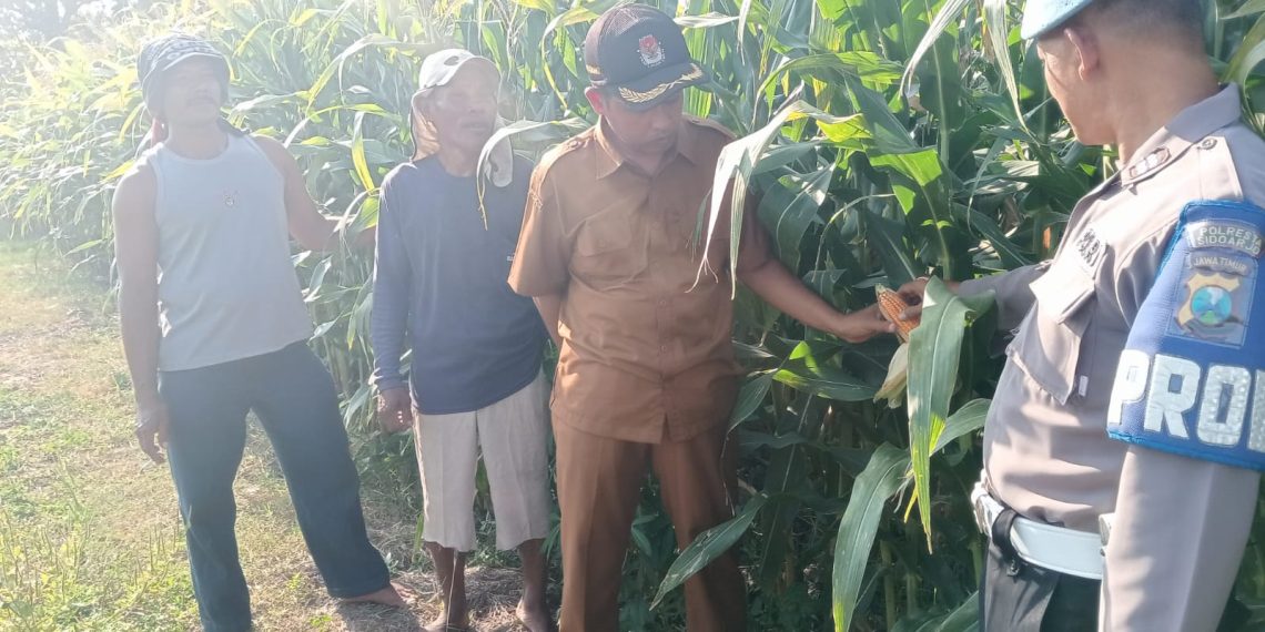 Polisi Turun Bareng Perangkat Desa Cek Lahan Pertanian Jagung di Kecamatan Tarik