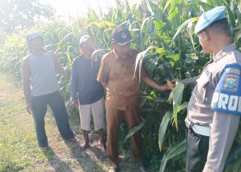 Polisi Turun Bareng Perangkat Desa Cek Lahan Pertanian Jagung di Kecamatan Tarik