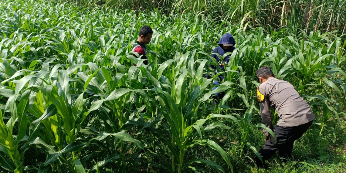 Polisi dan Petani Tingkatkan Program Swasembada Jagung, Pantau Lahan Jagung Desa Kedungsukodani