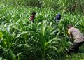 Polisi dan Petani Tingkatkan Program Swasembada Jagung, Pantau Lahan Jagung Desa Kedungsukodani