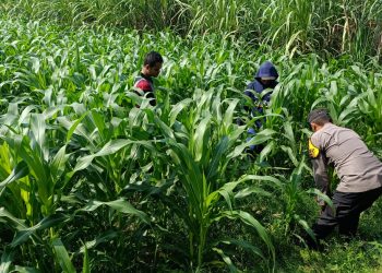Polisi dan Petani Tingkatkan Program Swasembada Jagung, Pantau Lahan Jagung Desa Kedungsukodani